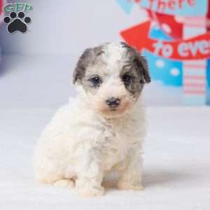 Rocky, Miniature Poodle Puppy